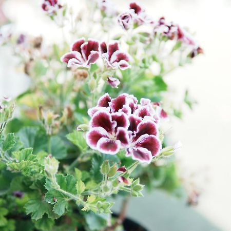 Gardenia Rooms ซารานเดอ ภายนอก รูปภาพ