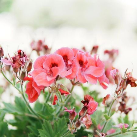 Gardenia Rooms ซารานเดอ ภายนอก รูปภาพ