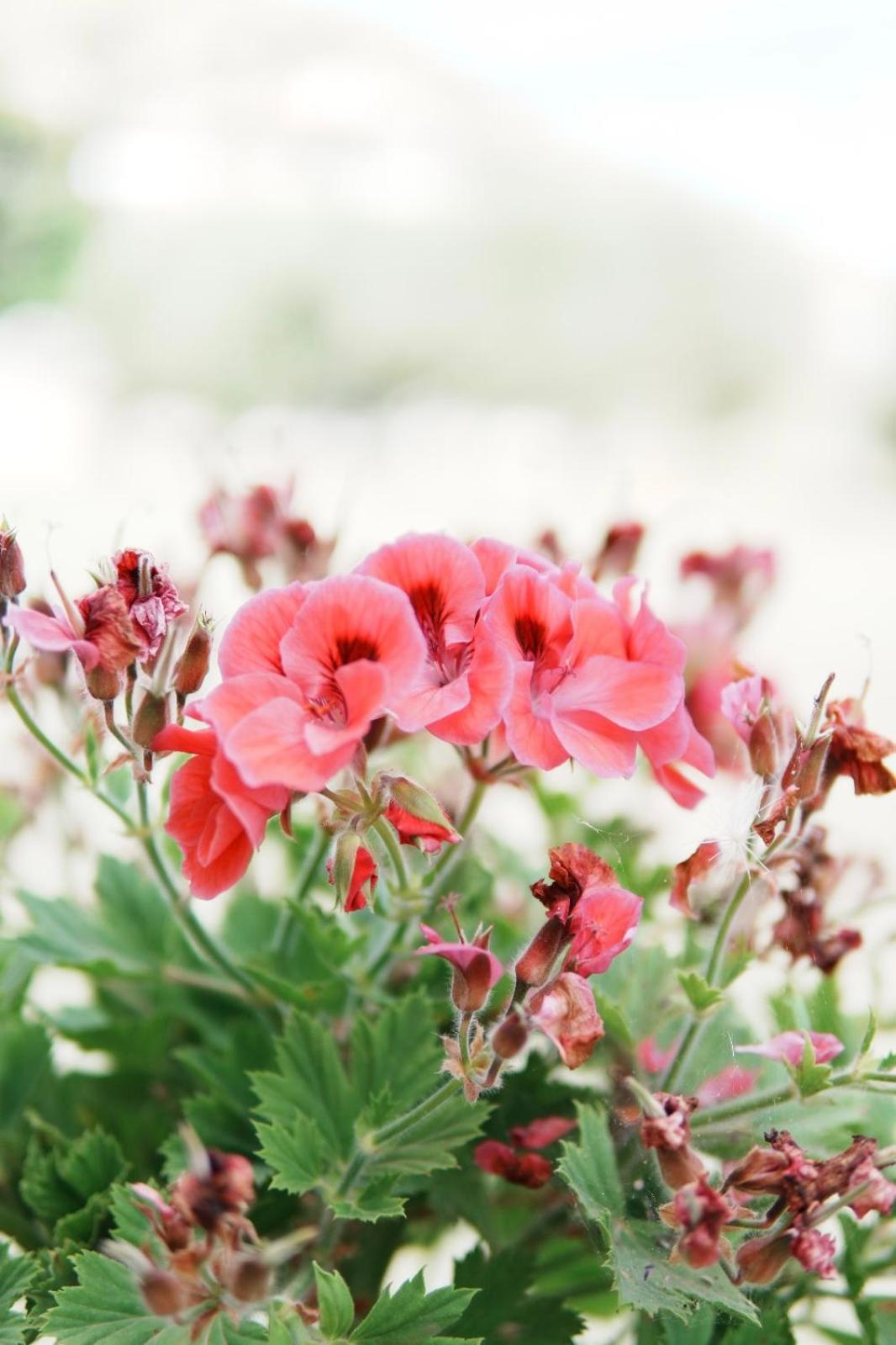 Gardenia Rooms ซารานเดอ ภายนอก รูปภาพ